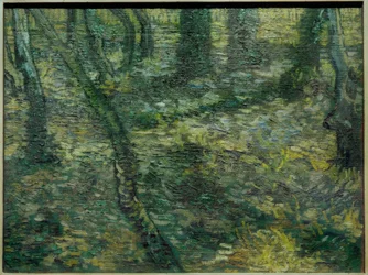 Unterholz mit Efeu